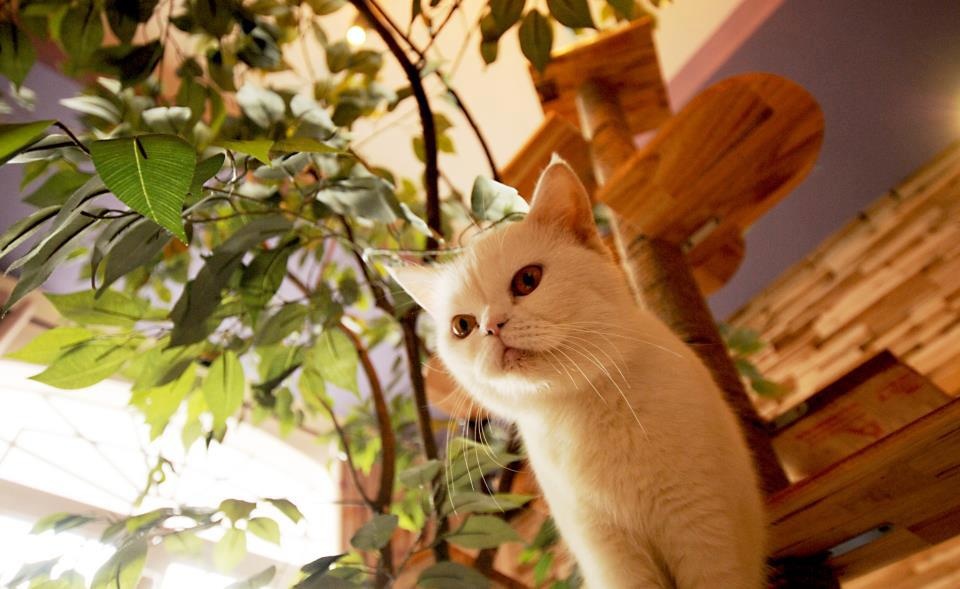 4 quan ca phe thu vi gan voi dong vat o Sai Gon hinh anh