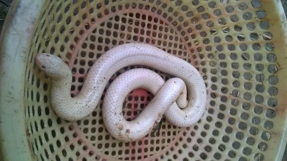 Nguoi dan phat hien ran bach tang o mien Tay hinh anh