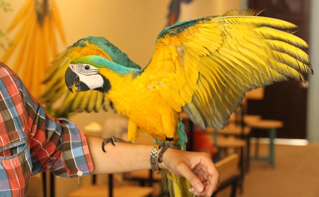 Den quan ca phe choi voi vet va cu meo hinh anh