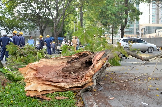Nhánh cây đè lên 2 xe gắn máy và chiếm hết lòng đường.
