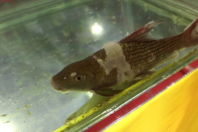 Cá Anh Vũ: Từng được phong “Văn Lang đệ nhất ngư” và nằm trong top những sản vật bắt được phải tiến cống, nên không lạ khi cá Anh Vũ có mức giá khá cao. Đây cũng gần như là loại cá có giá tiền dựa trên trọng lượng. Cụ thể, mỗi con cá Anh Vũ từ 2kg trở xuống có giá 1,4 triệu, từ 5kg/con trở lên có giá 1,6 triệu. Nếu như gà Đông Tảo hay gà chín cựa giá trị nằm ở bàn chân, thì cái miệng rộng, còn được gọi “mõm lợn” của cá Anh Vũ là bộ phận hao tổn nhiều tiền bạc và tâm sức của giới sành ăn nhất. Ảnh: quancabosong.com