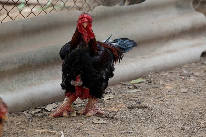 Gà Đông Tảo: Với mức giá từ 1 triệu đồng/kg trở lên, gà Đông Tảo luôn là mơ ước với những người thu nhập thấp hay trung bình. Không chỉ có thịt thơm ngon, điểm “ăn tiền” của loài gà này chính là cặp chân. Chân loại gà này càng to càng có giá trị. Ảnh: Duy Tân