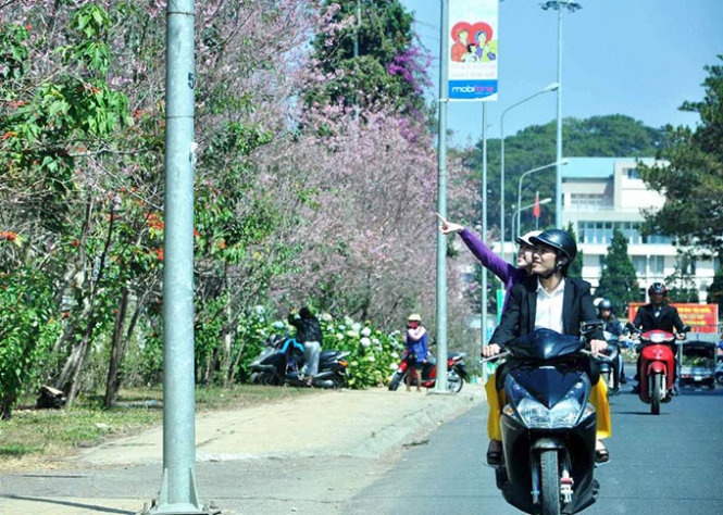 Mai anh dao rop troi xuan Da Lat, hop hon du khach hinh anh