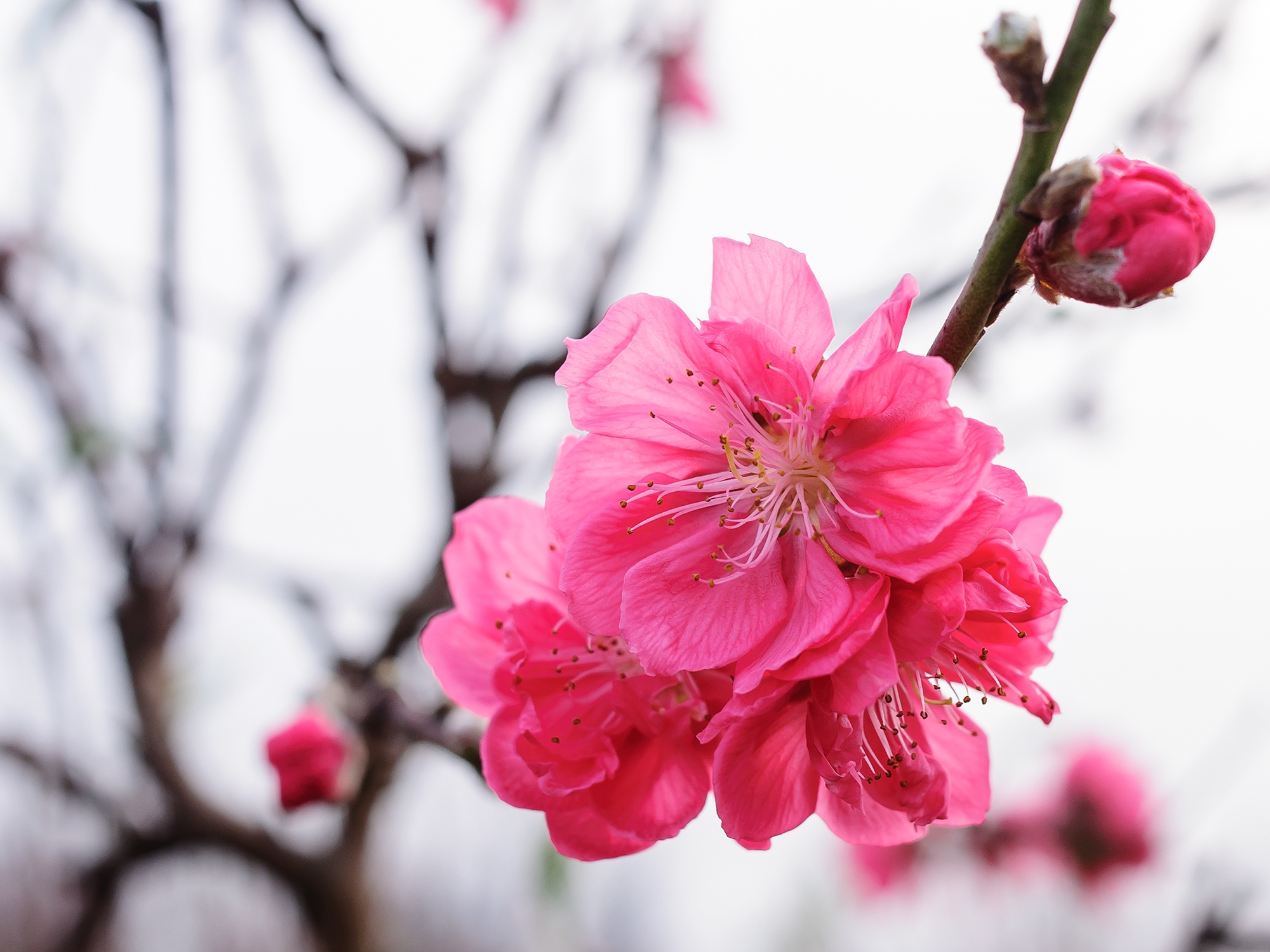 Sac xuan ruc ro tai lang dao La Ca hinh anh