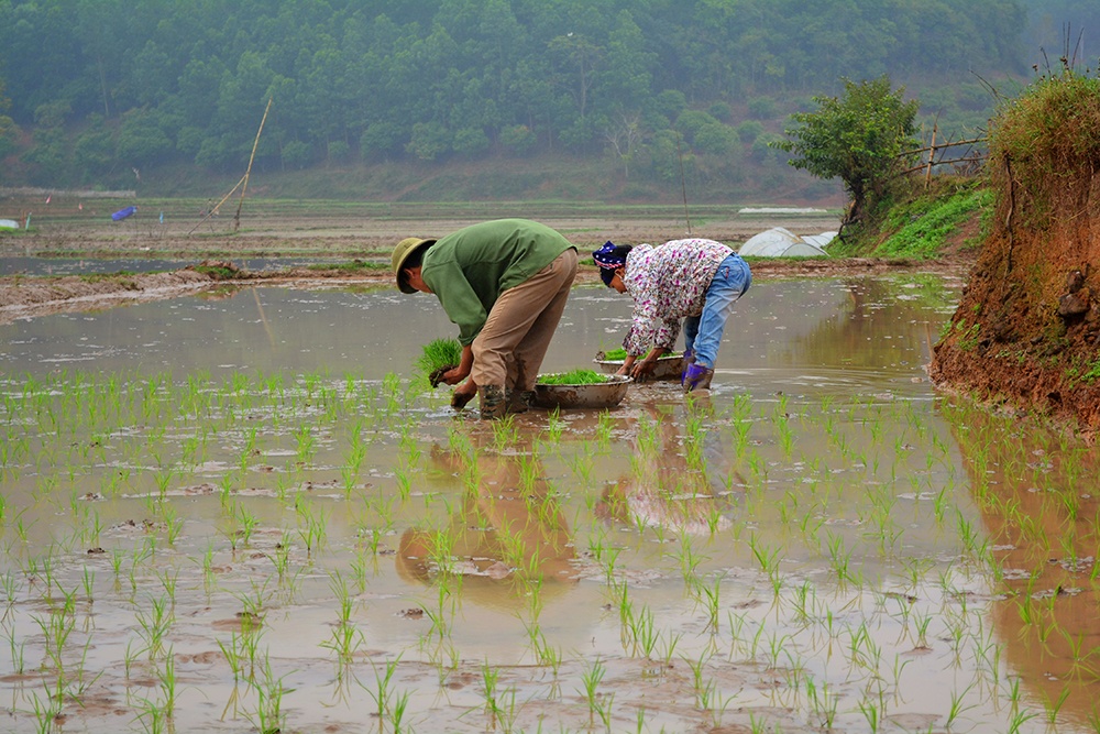Người dân tranh thủ làm ruộng trên