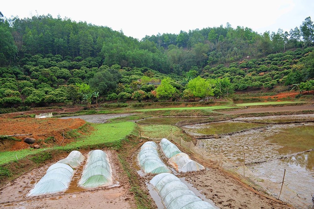 Vải là loại cây có xuất hiện nhiều nhất trên