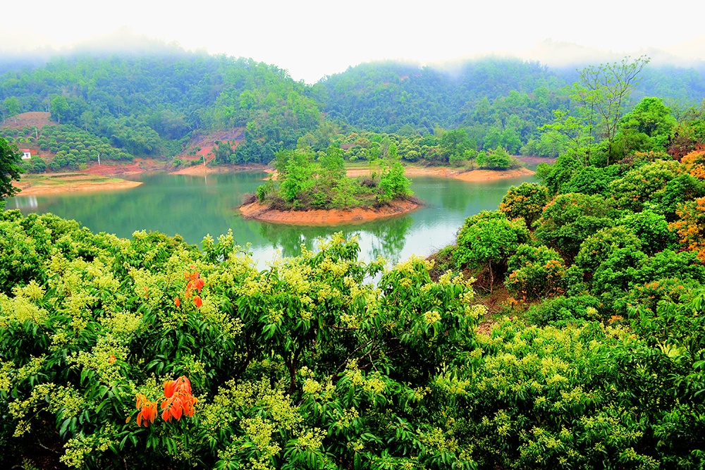 Những rặng vải đang mùa trổ hoa chạy quanh thôn Đồng Mậm