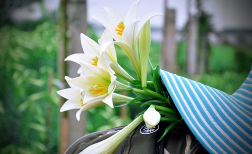 Di du lich cung nhung mua hoa dip le 30/4 hinh anh