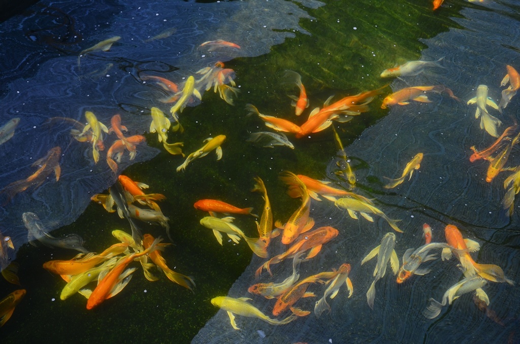 Du lich ca canh lan dau xuat hien o Viet Nam hinh anh