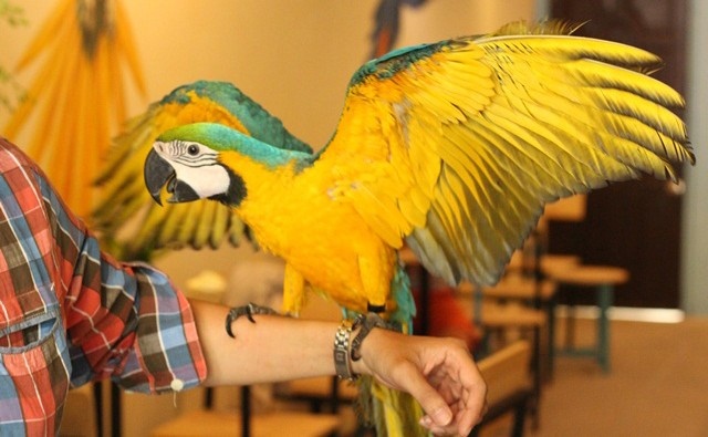 Nhung quan ca phe thu cung hut khach Sai Gon hinh anh