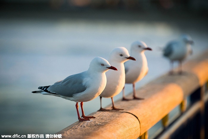 Nhung dia diem trong mo cua gioi sieu giau Trung Quoc hinh anh