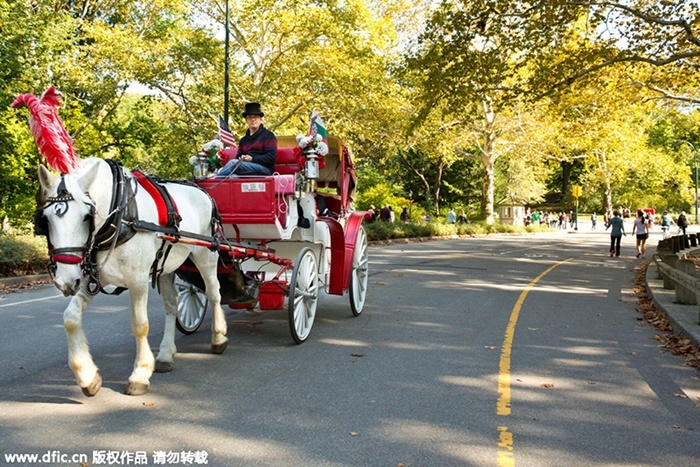 Những huấn luyện viên ngựa kéo ở Central Park, New York giúp thành phố này hấp dẫn hơn trong mắt du khách giàu có đến từ châu Á