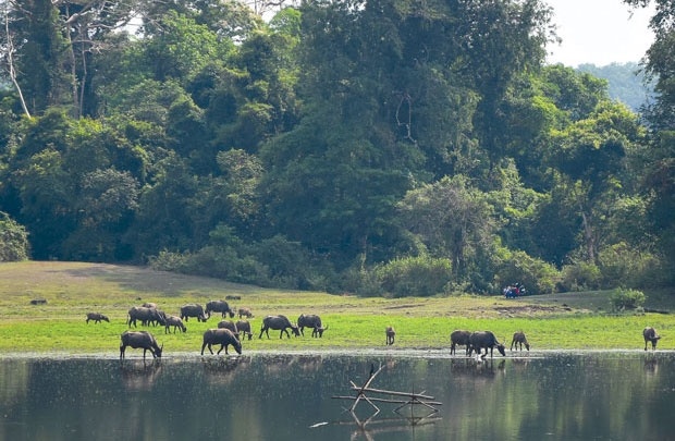 Nam Tay Nguyen mua xanh la hinh anh