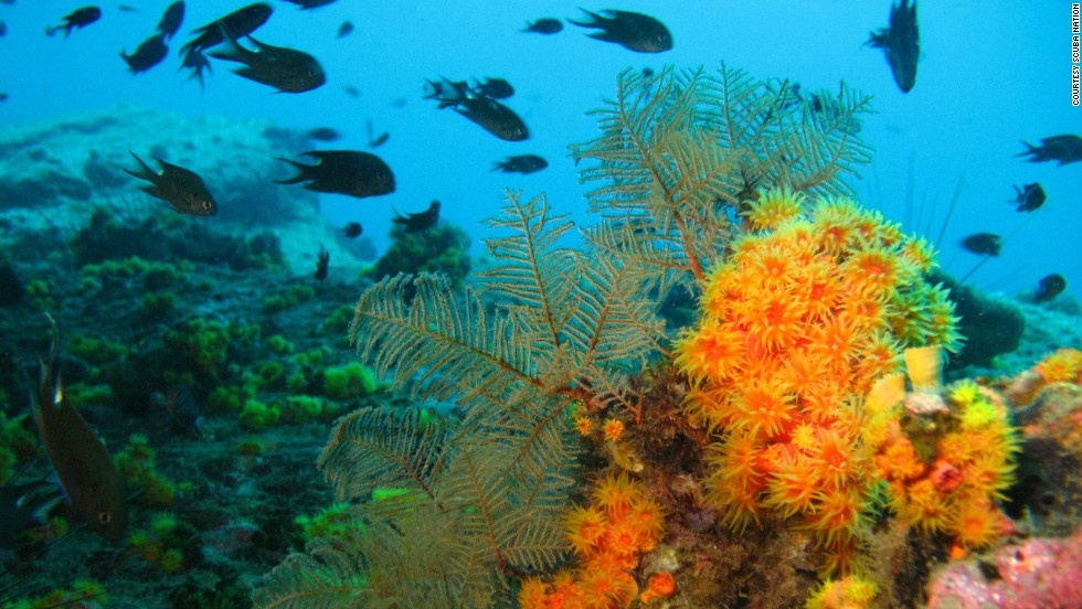 Koh Tang (thuộc Koh Prins, Pouou Wai) được biết đến như một trong những địa điểm lặn yêu thích của thợ lặn khắp thế giới. Nước ở đây ấm, thực vật biển và san hồ nhiều màu sắc. Ảnh: CNN