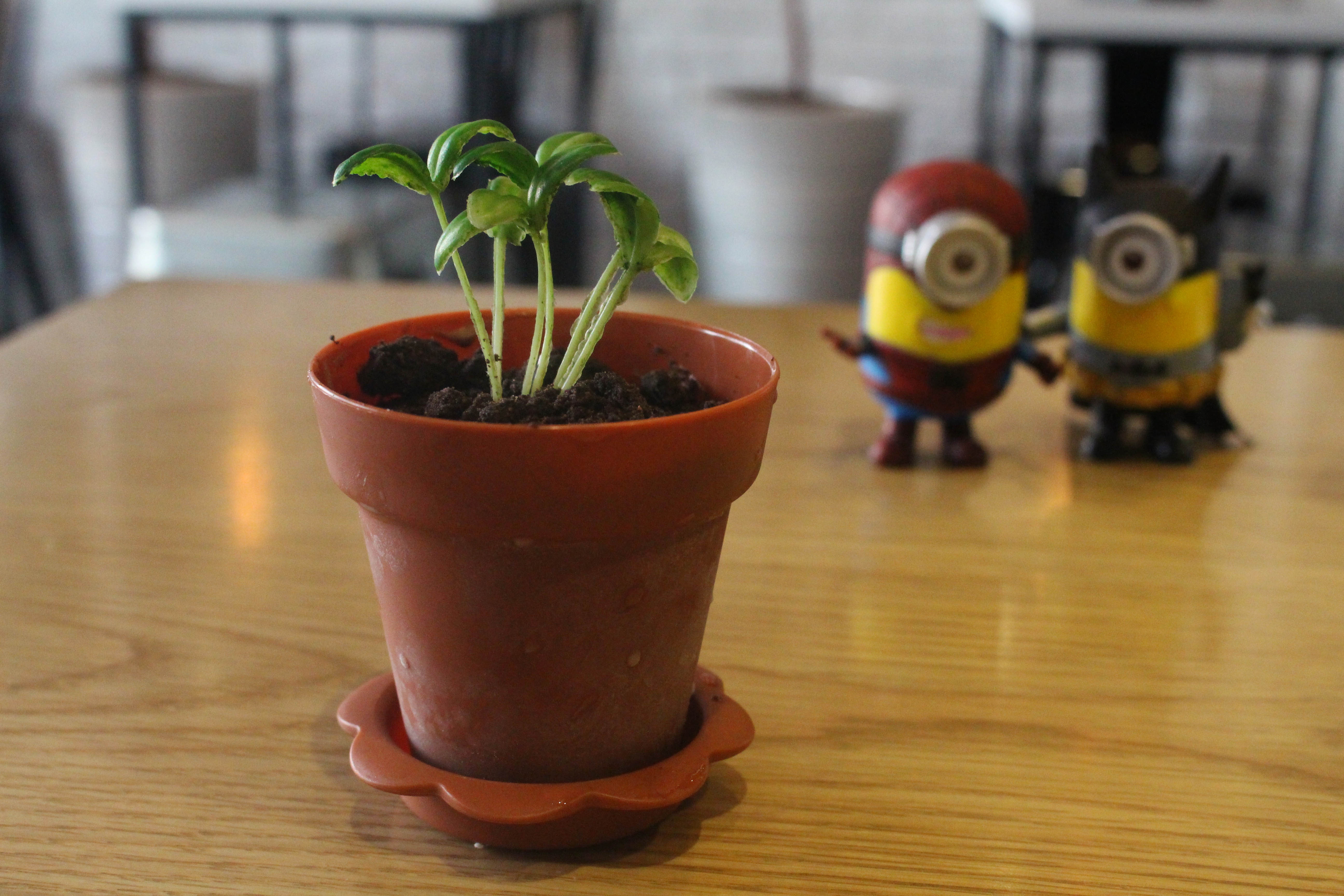 Kem chau cay lam say long gioi tre hinh anh