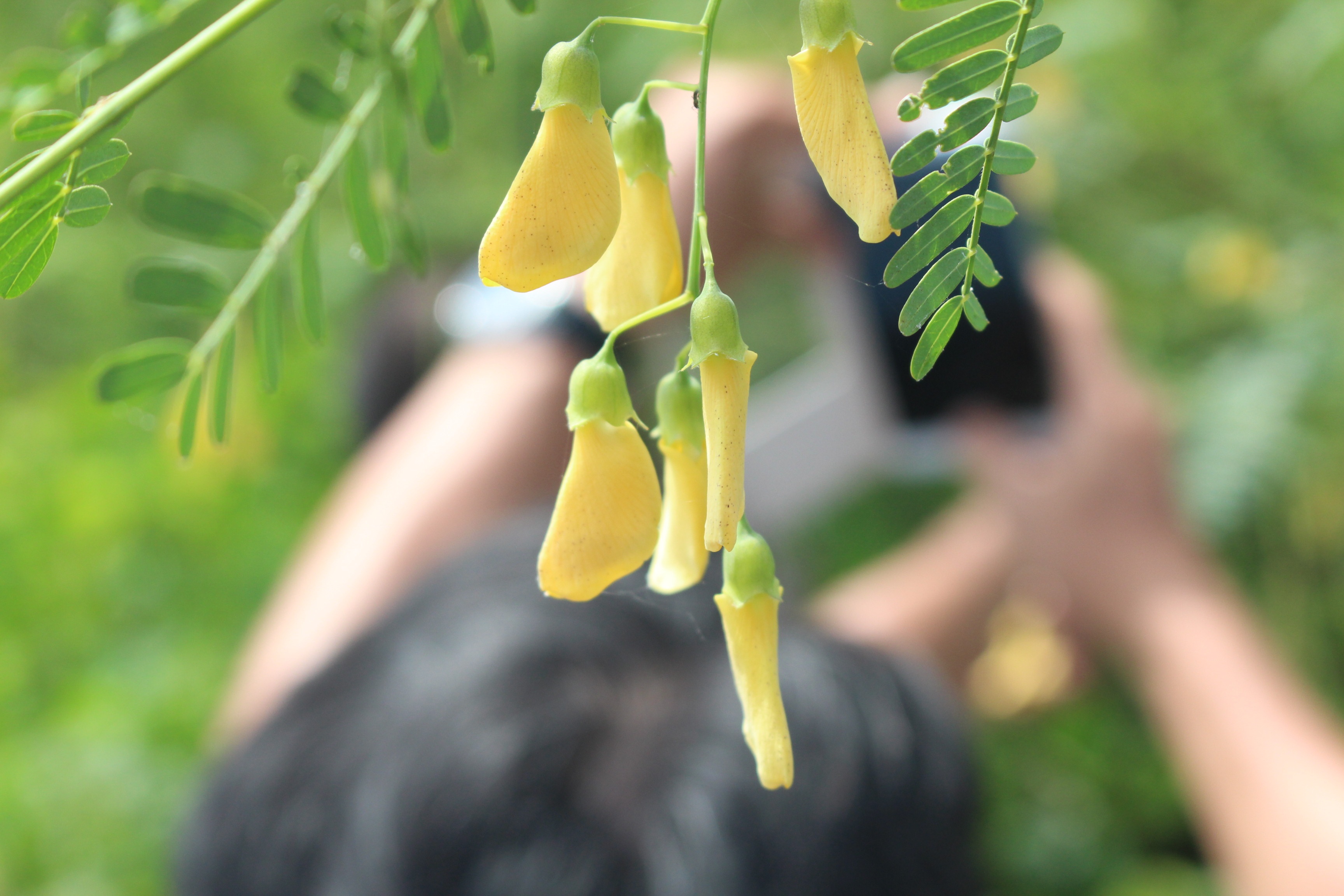 Nhung sac hoa lang man mua thu hinh anh