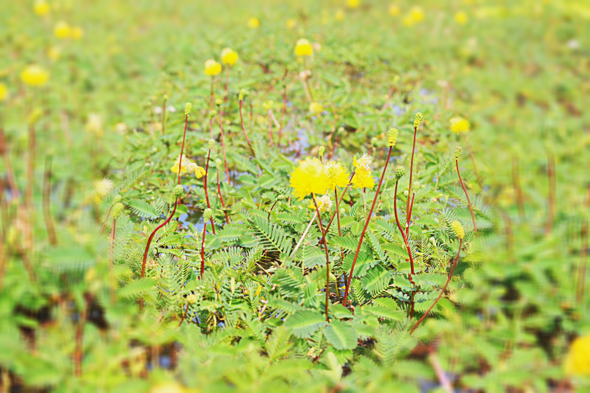Ve bung Binh Thien ngam bong nhut ruc ro mua nuoc noi hinh anh