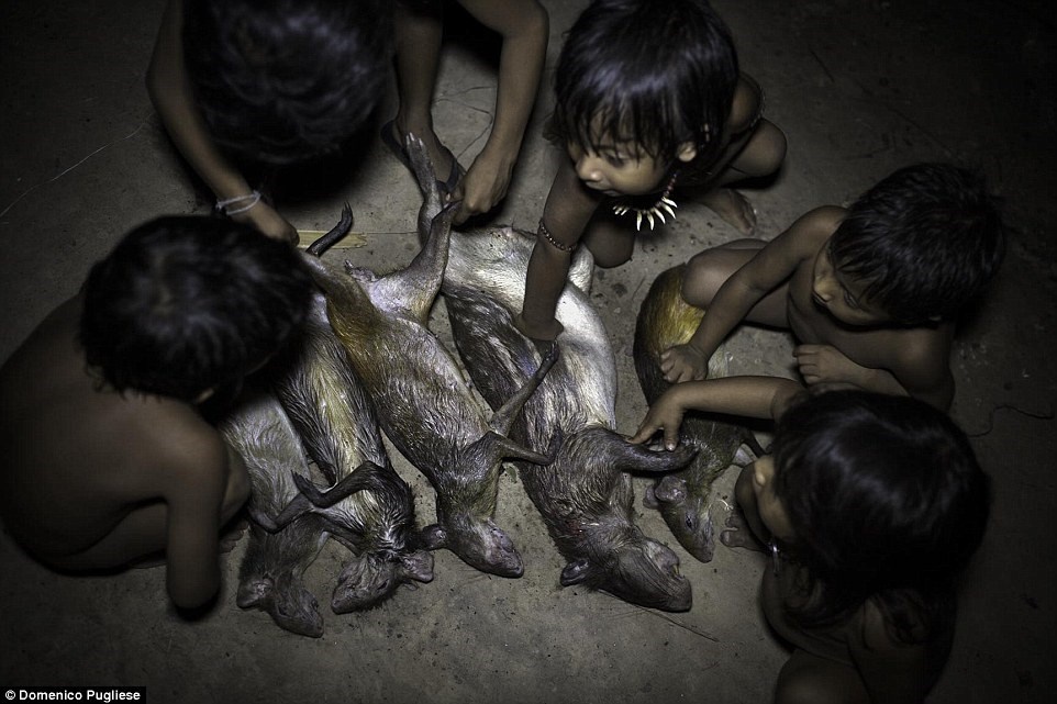 Bộ lạc này hầu như không giao tiếp với thế giới bên ngoài, hiện nay, bộ lạc Awa đang có nguy cơ biến mất do yếu tố bên ngoài như phá rừng để xây dựng của thế giới văn minh. (Nguồn: Dailymail)