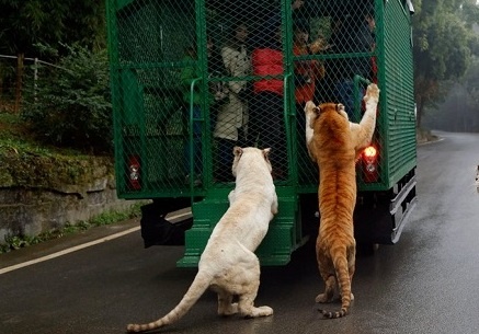 Du khach bi dan su tu, ho bao vay hinh anh