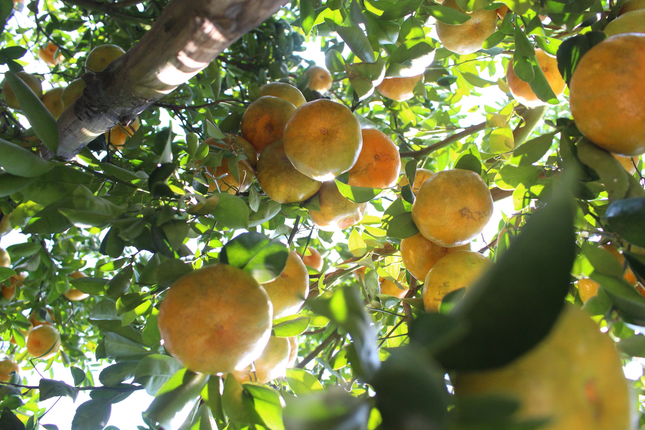 Nhieu khach san, resort mien Tay trong phong dip Tet hinh anh