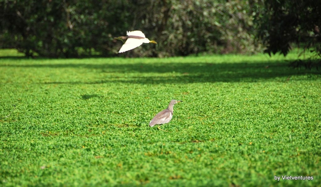 Du lịch miền tây lễ 30/4 ảnh 8 Du lich mien tay le 30/4 anh 8