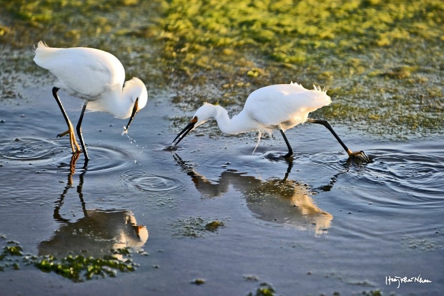 Nhung dia diem xanh mat o TPHCM anh 8