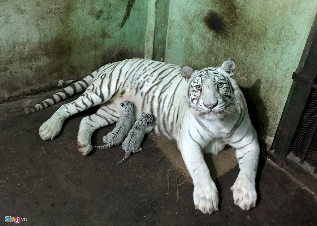 dia diem vui choi ngay 1/6 anh 8