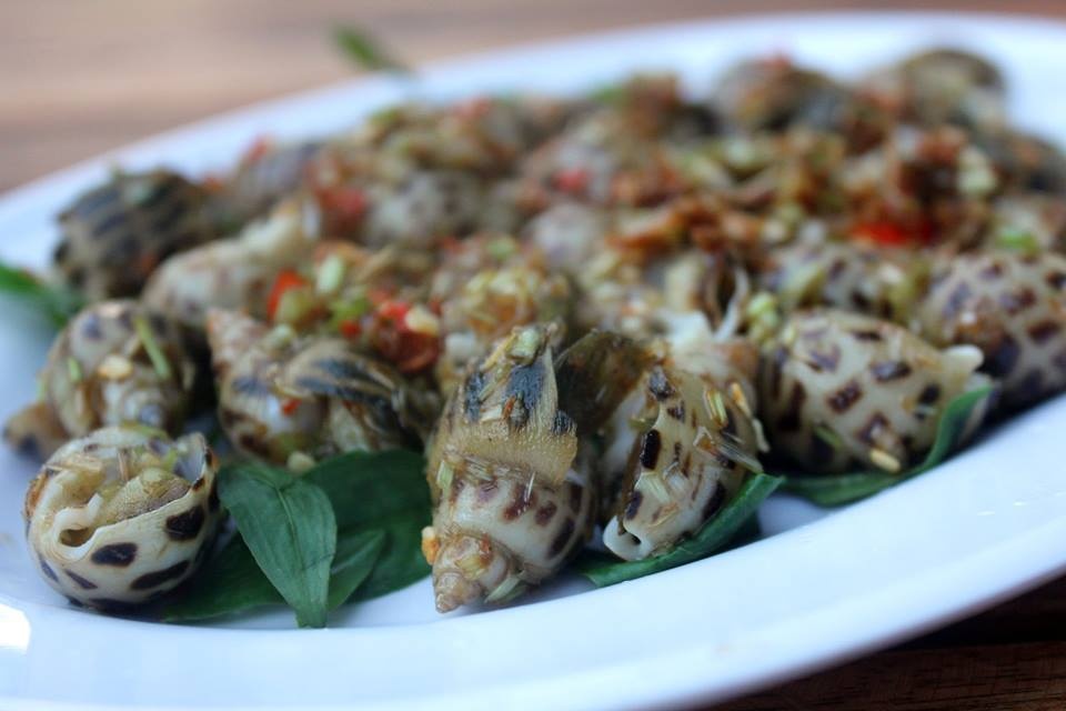 ốc hương ảnh 7 oc huong anh 7