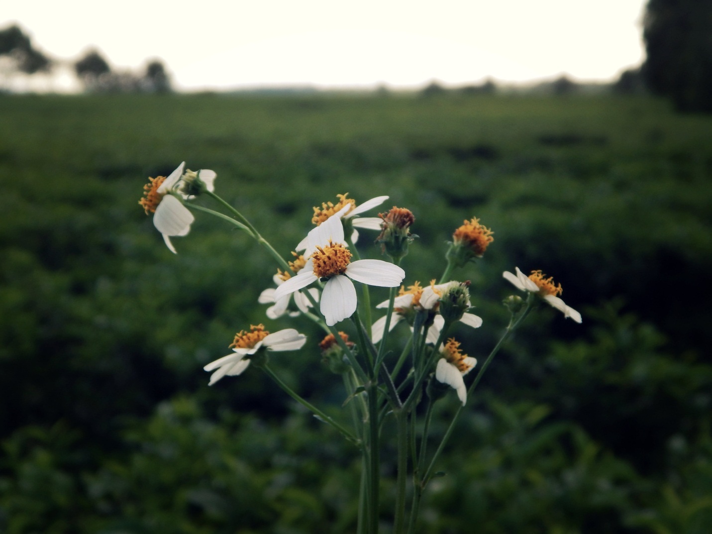 đà lạt ảnh 11 da lat anh 11