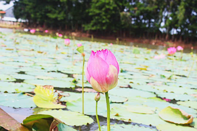 du lịch hè ảnh 12 du lich he anh 12