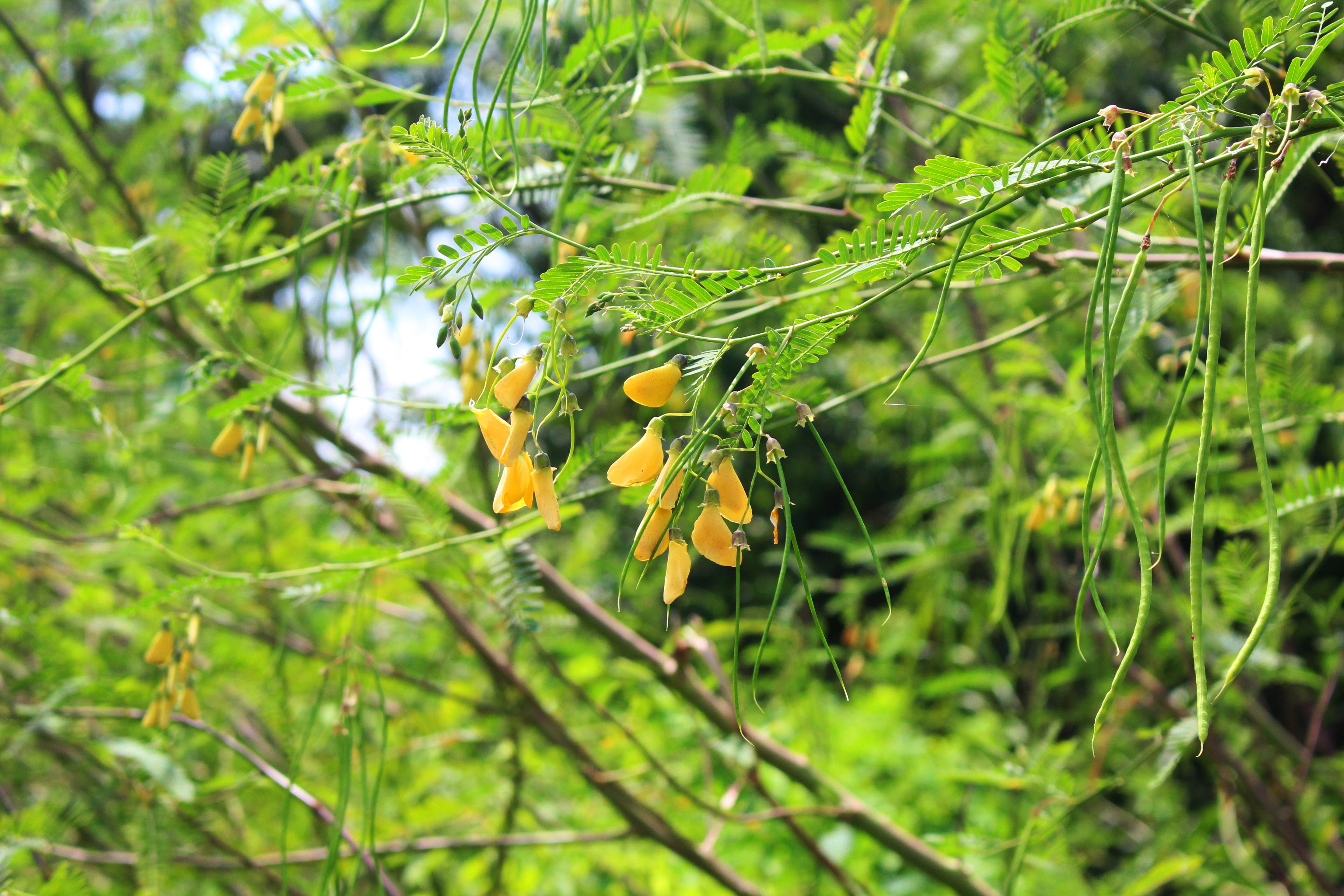 mien tay mua nuoc noi anh 3