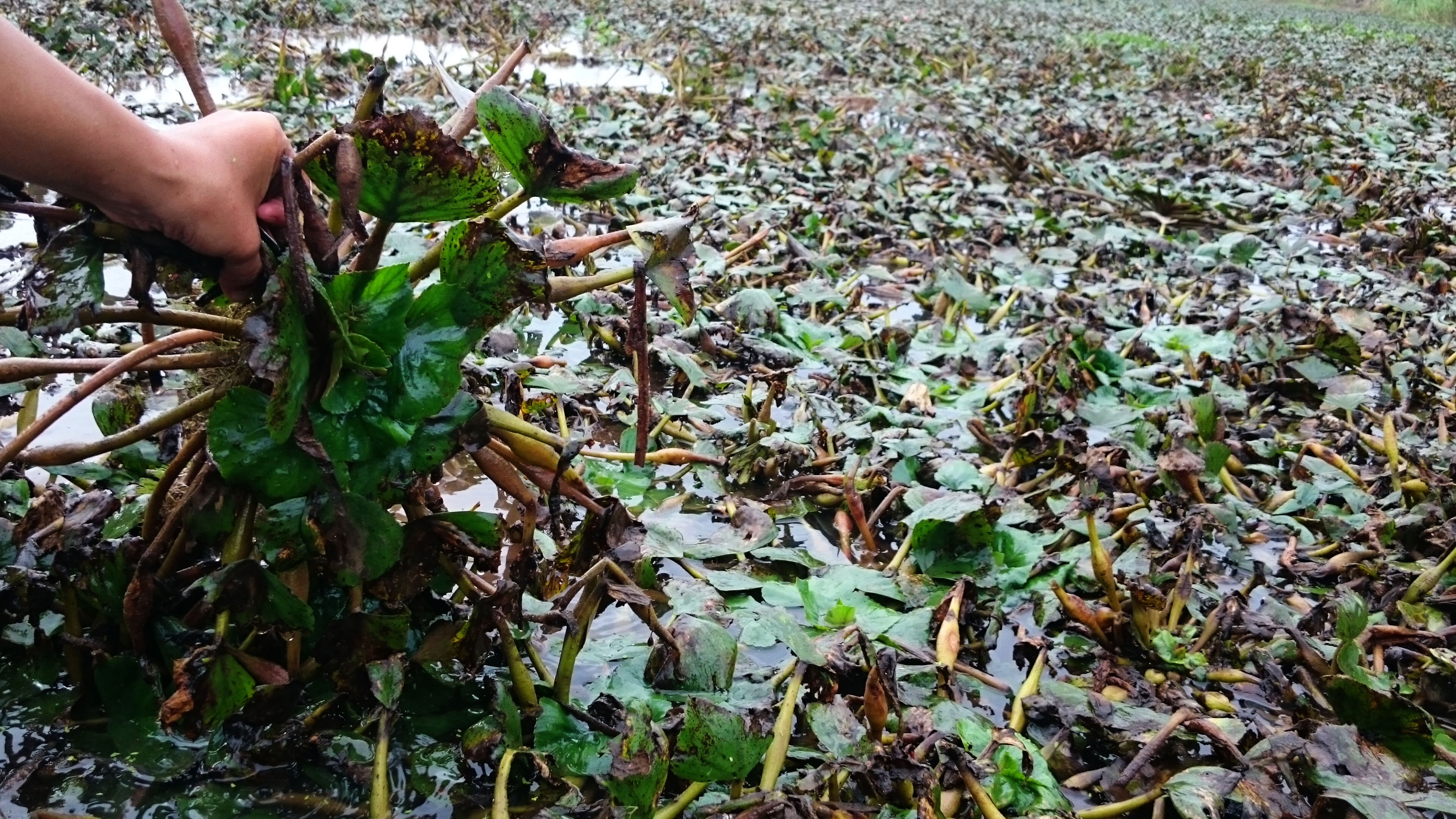 mien tay mua nuoc noi anh 6