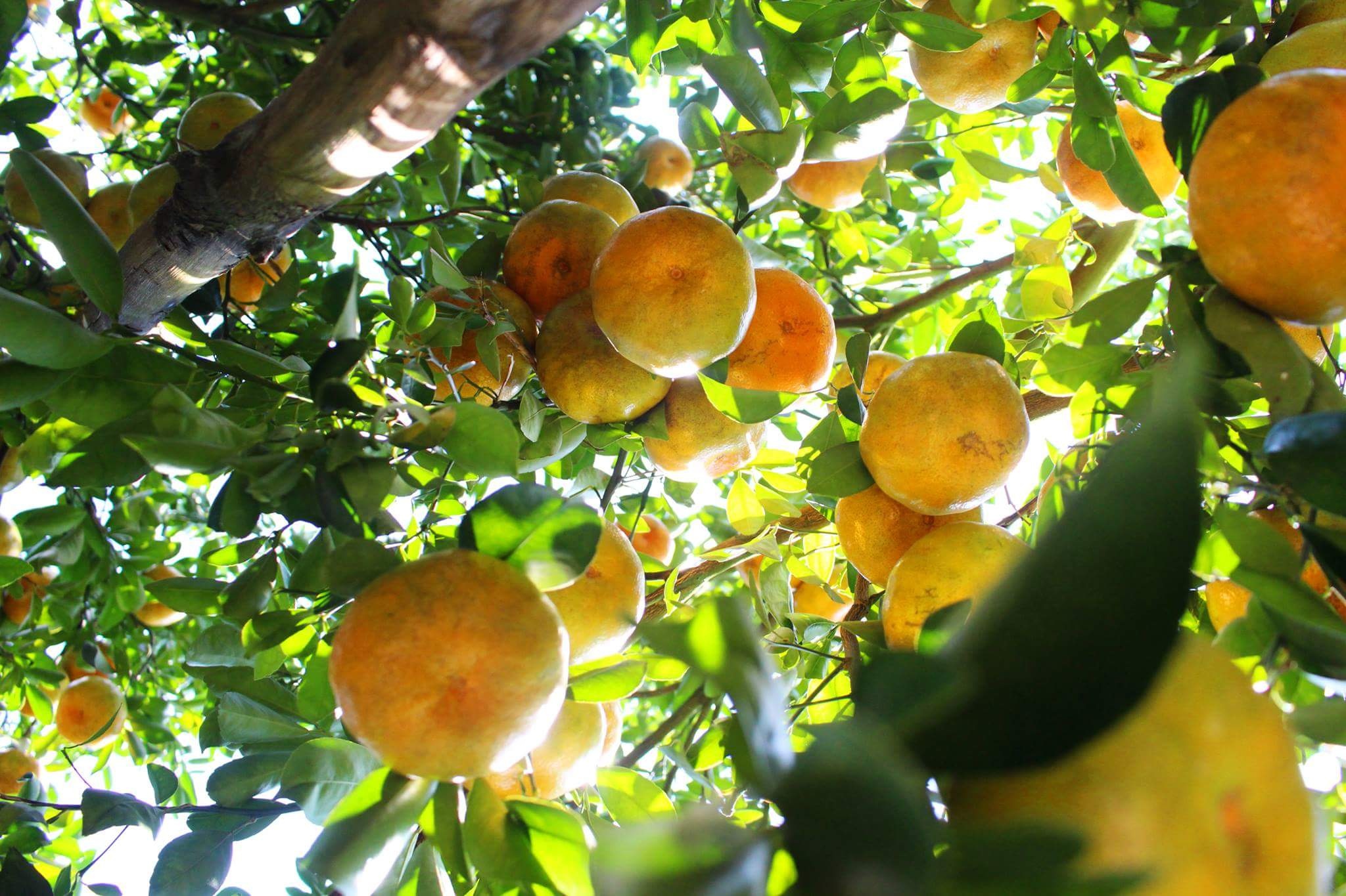 Lich trinh 4 ngay kham pha 5 tinh mien Tay hinh anh