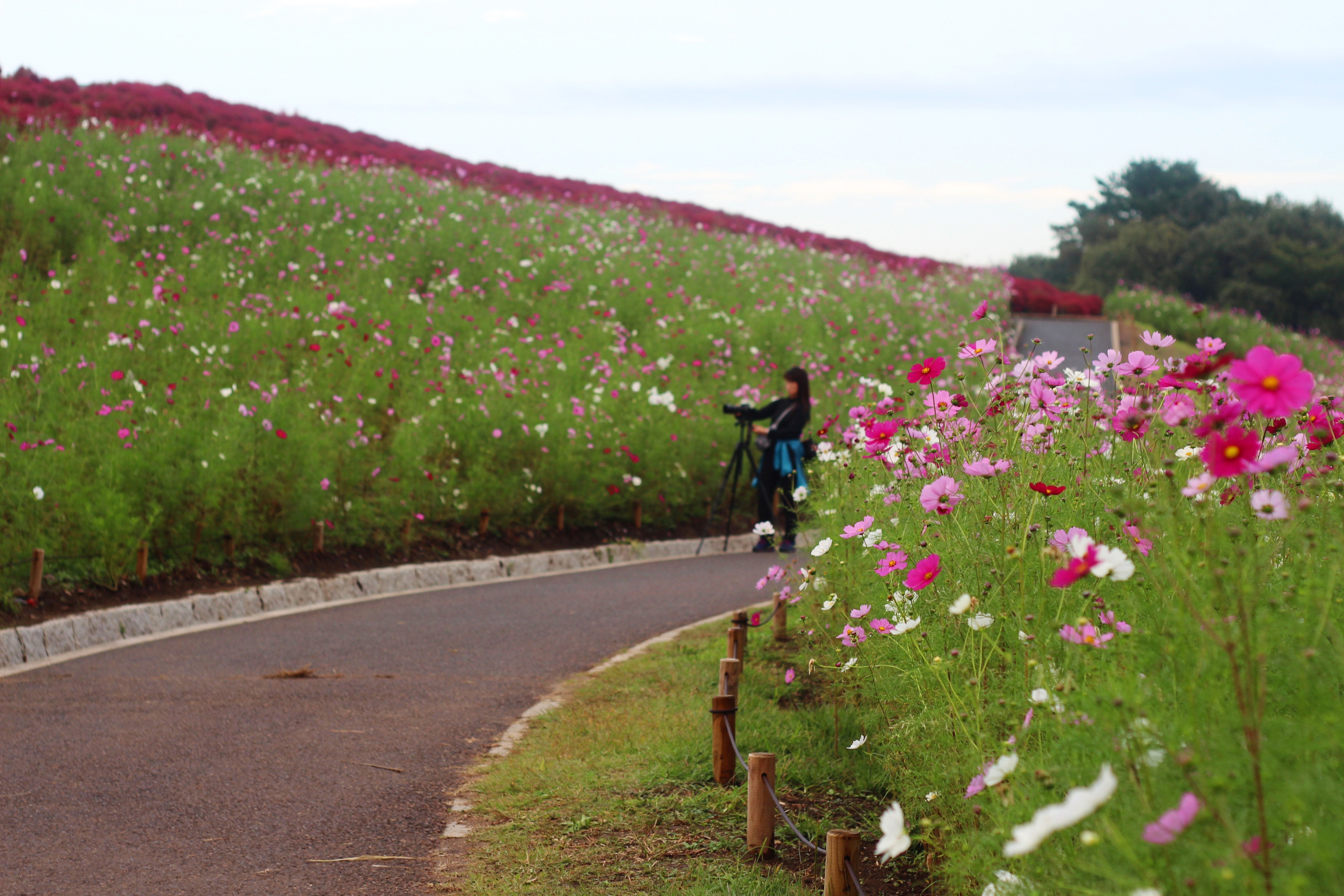 mùa thu đi đâu chơi ảnh 9 mua thu di dau choi anh 9