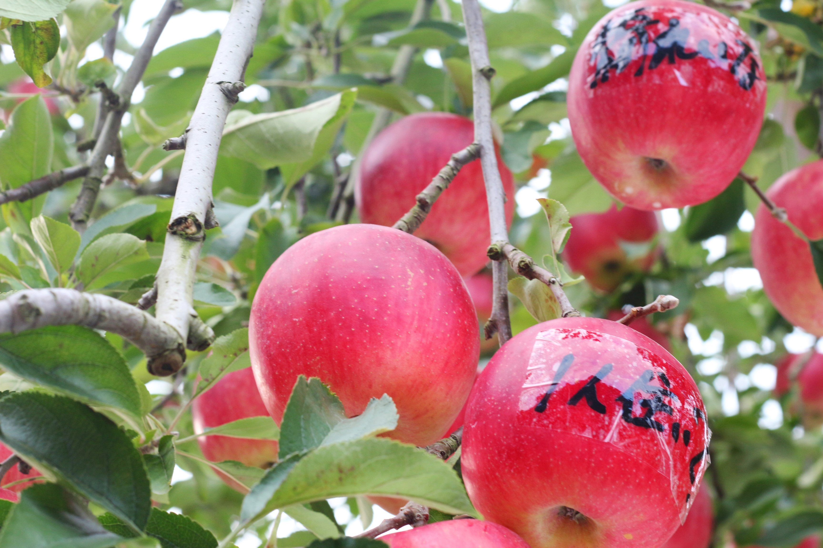 mùa thu đi đâu chơi ảnh 8 mua thu di dau choi anh 8