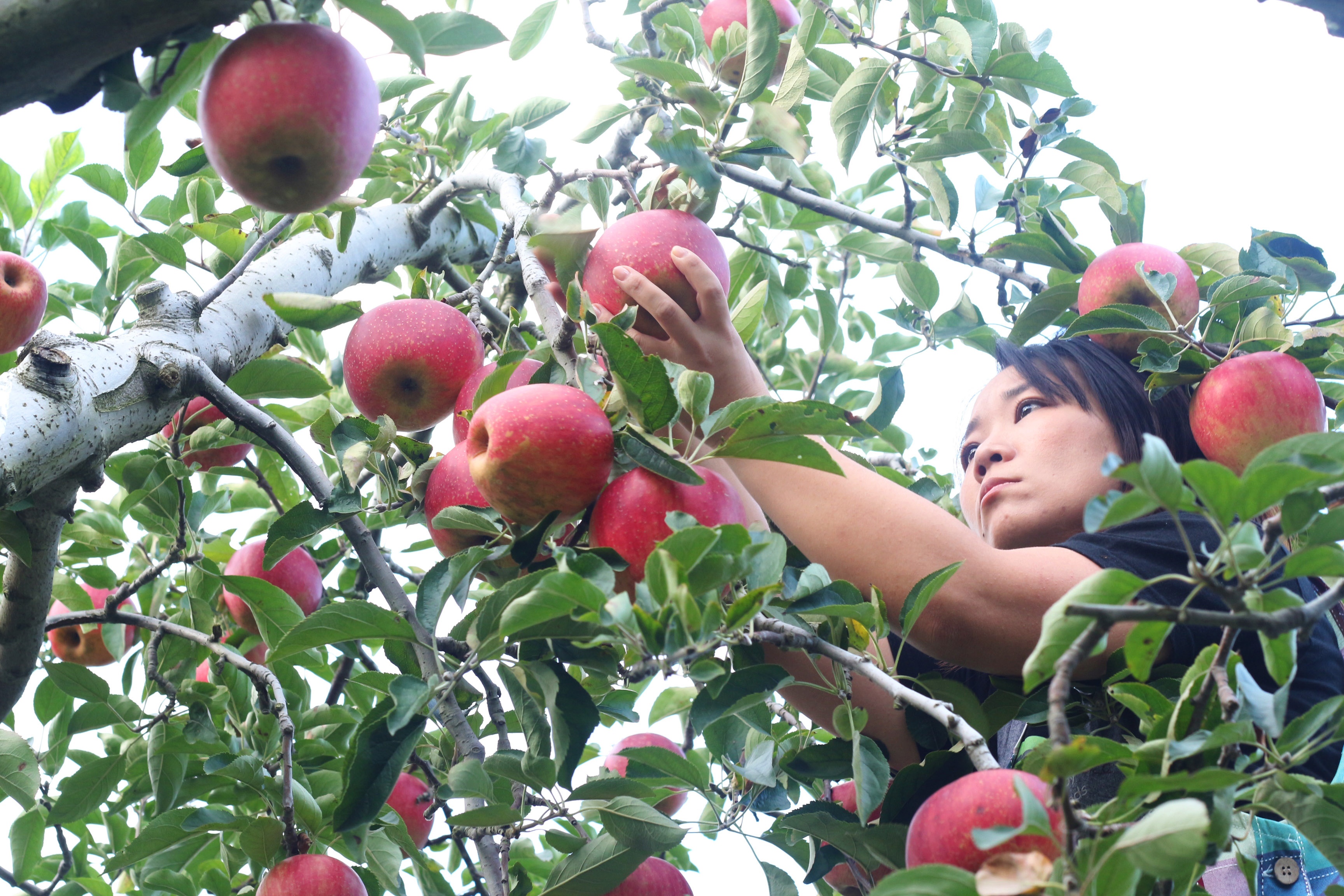 mùa thu đi đâu chơi ảnh 7 mua thu di dau choi anh 7