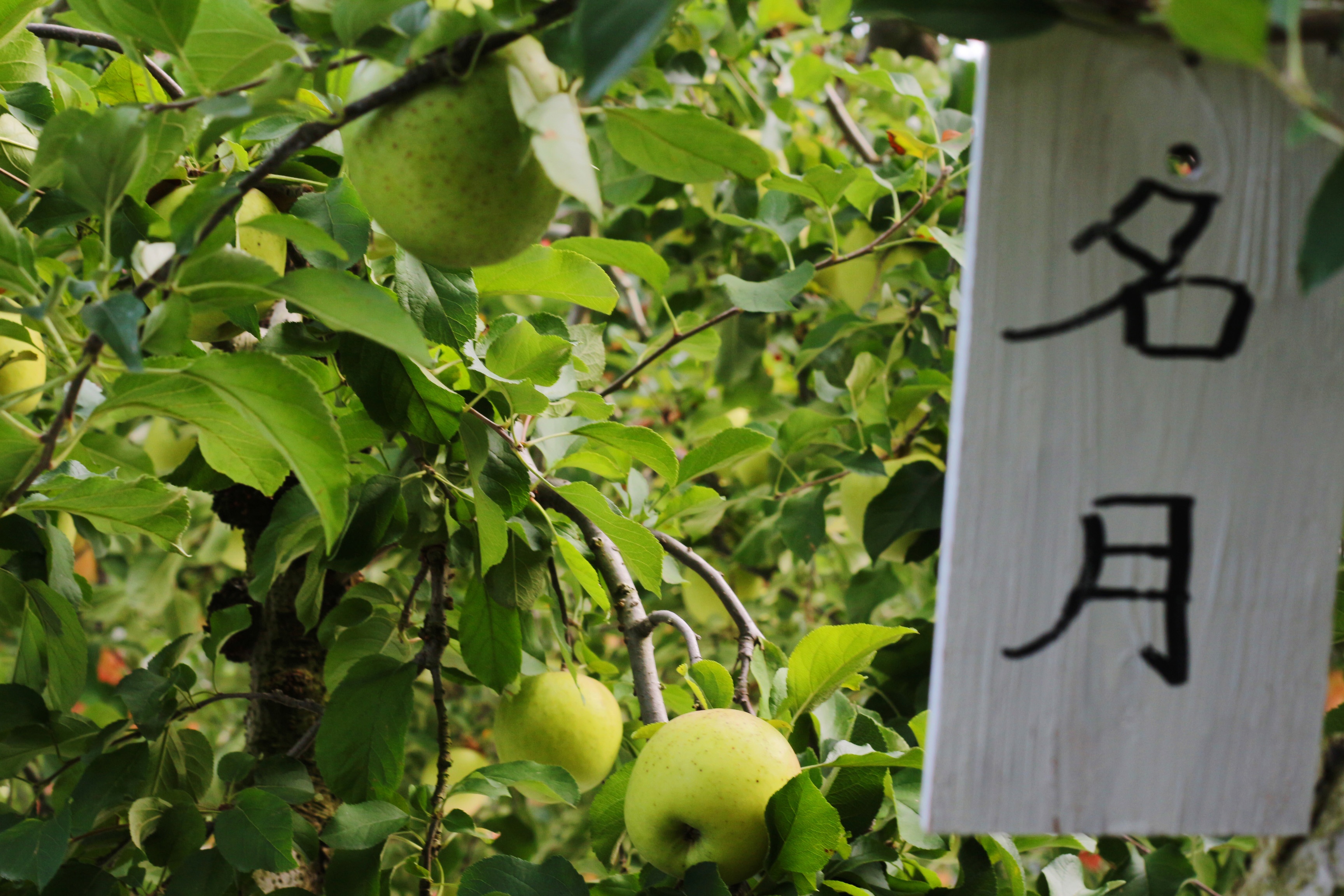 mùa thu đi đâu chơi ảnh 4 mua thu di dau choi anh 4