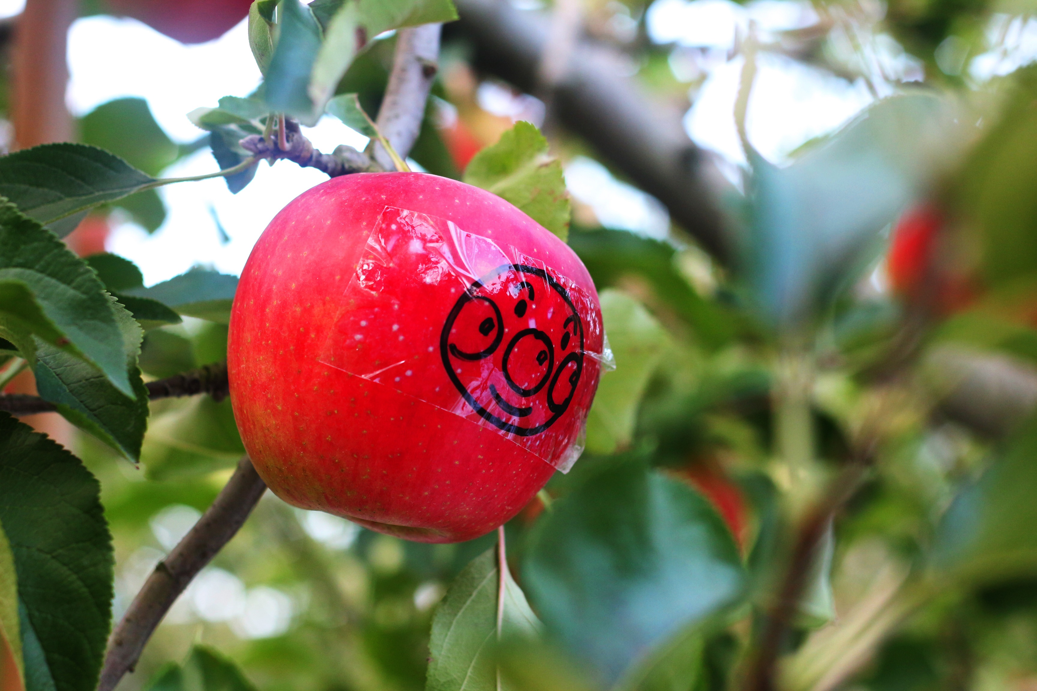 mùa thu đi đâu chơi ảnh 9 mua thu di dau choi anh 9