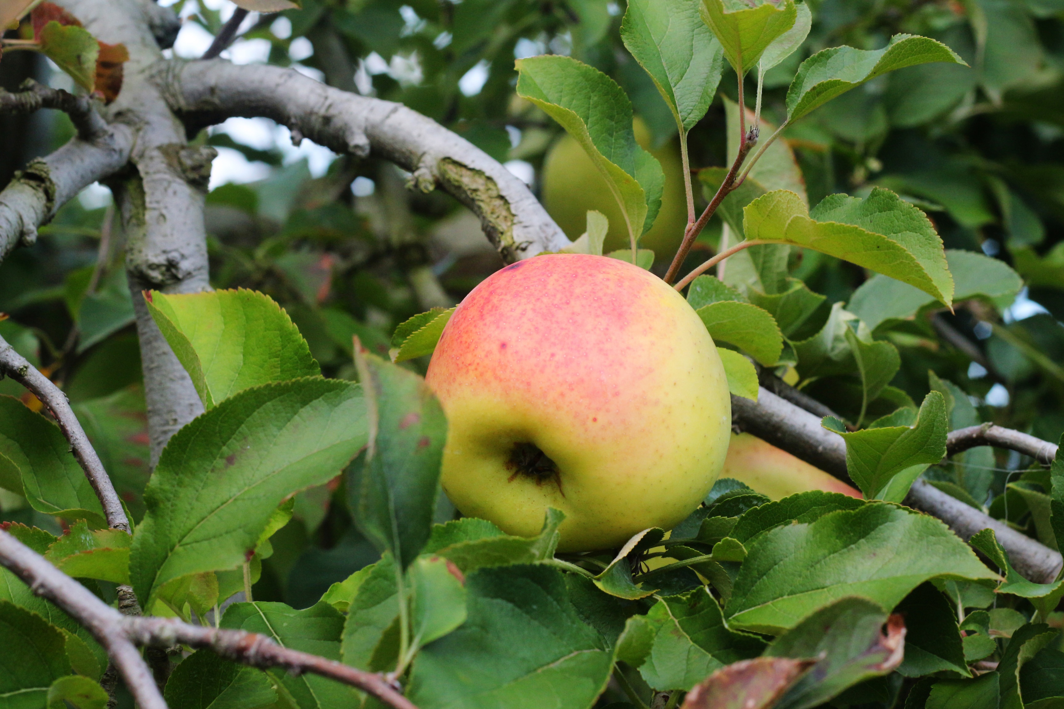 mùa thu đi đâu chơi ảnh 3 mua thu di dau choi anh 3