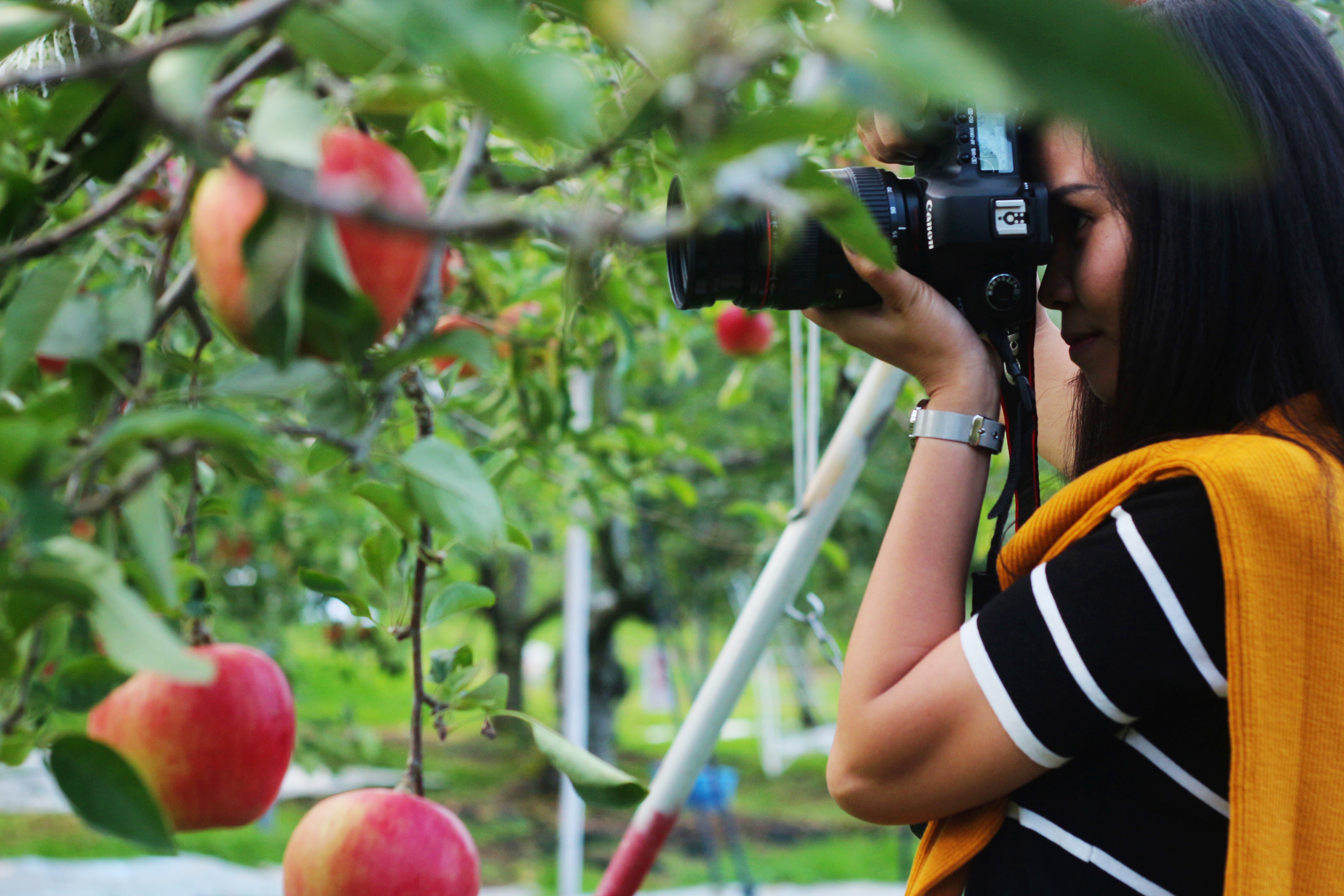 mùa thu đi đâu chơi ảnh 5 mua thu di dau choi anh 5