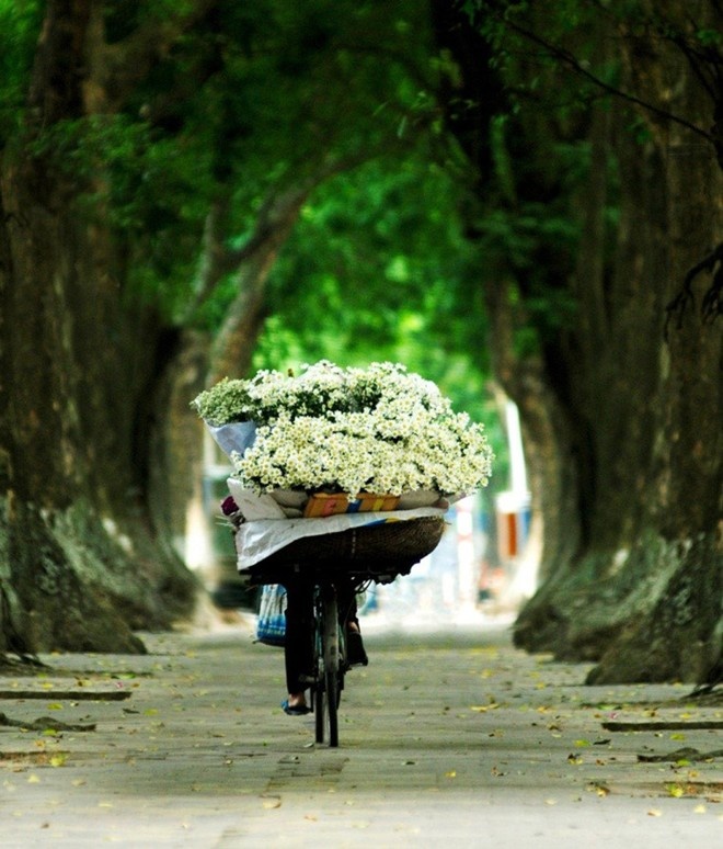 mùa hoa tháng 11 ảnh 6 mua hoa thang 11 anh 6