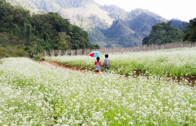 mùa hoa tháng 11 ảnh 3 mua hoa thang 11 anh 3