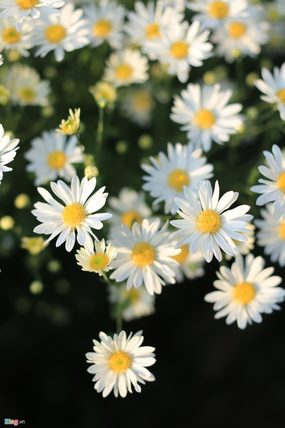 mua hoa thang 11 anh 5