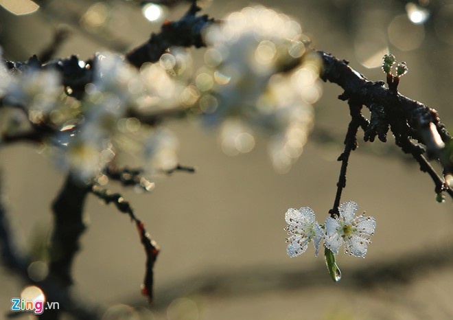 Du lịch mùa đông ở Việt Nam ảnh 7 Du lich mua dong o Viet Nam anh 7