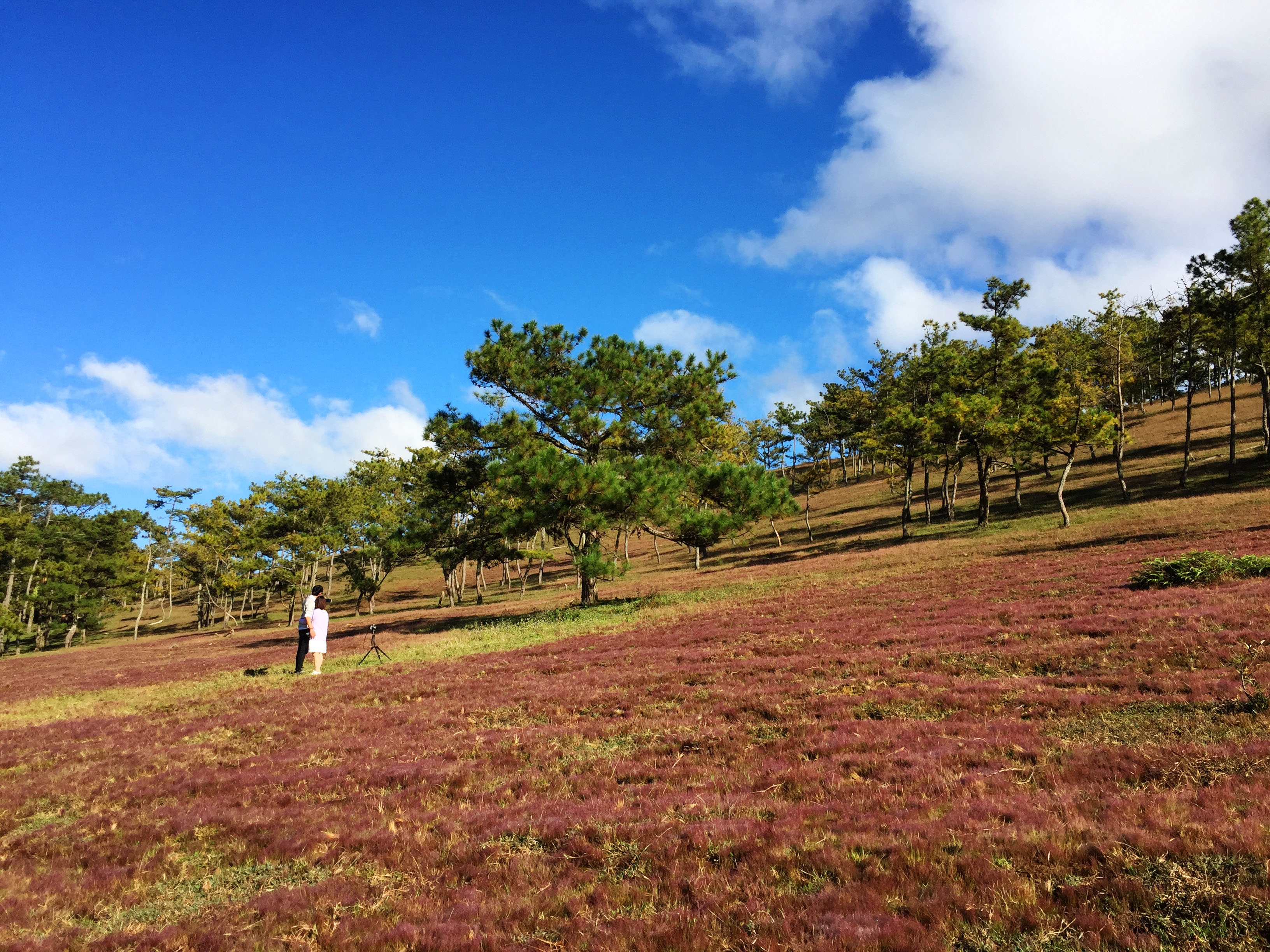 Du lịch Đà Lạt ảnh 8 Du lich Da Lat anh 8