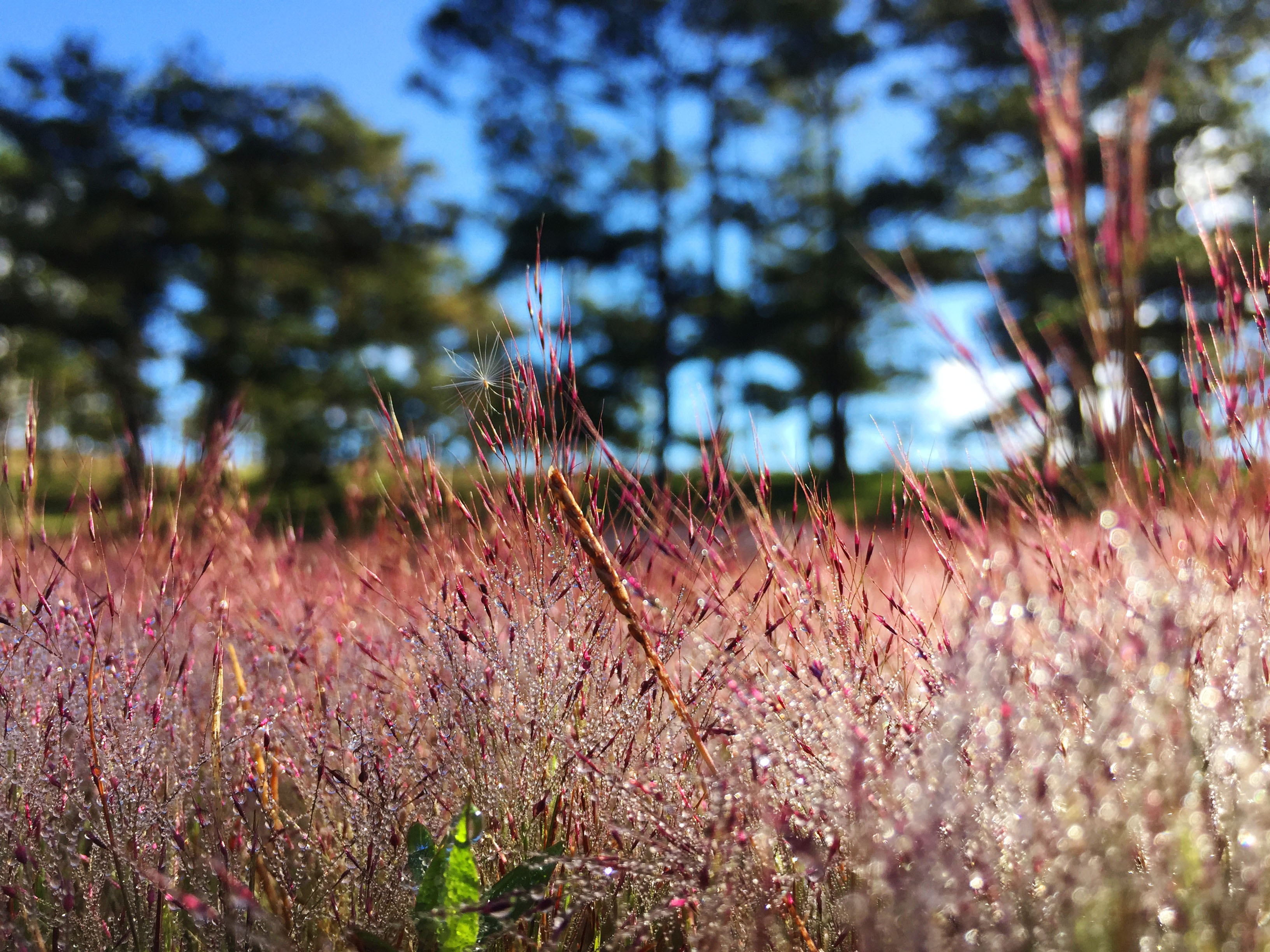 Du lịch Đà Lạt ảnh 7 Du lich Da Lat anh 7