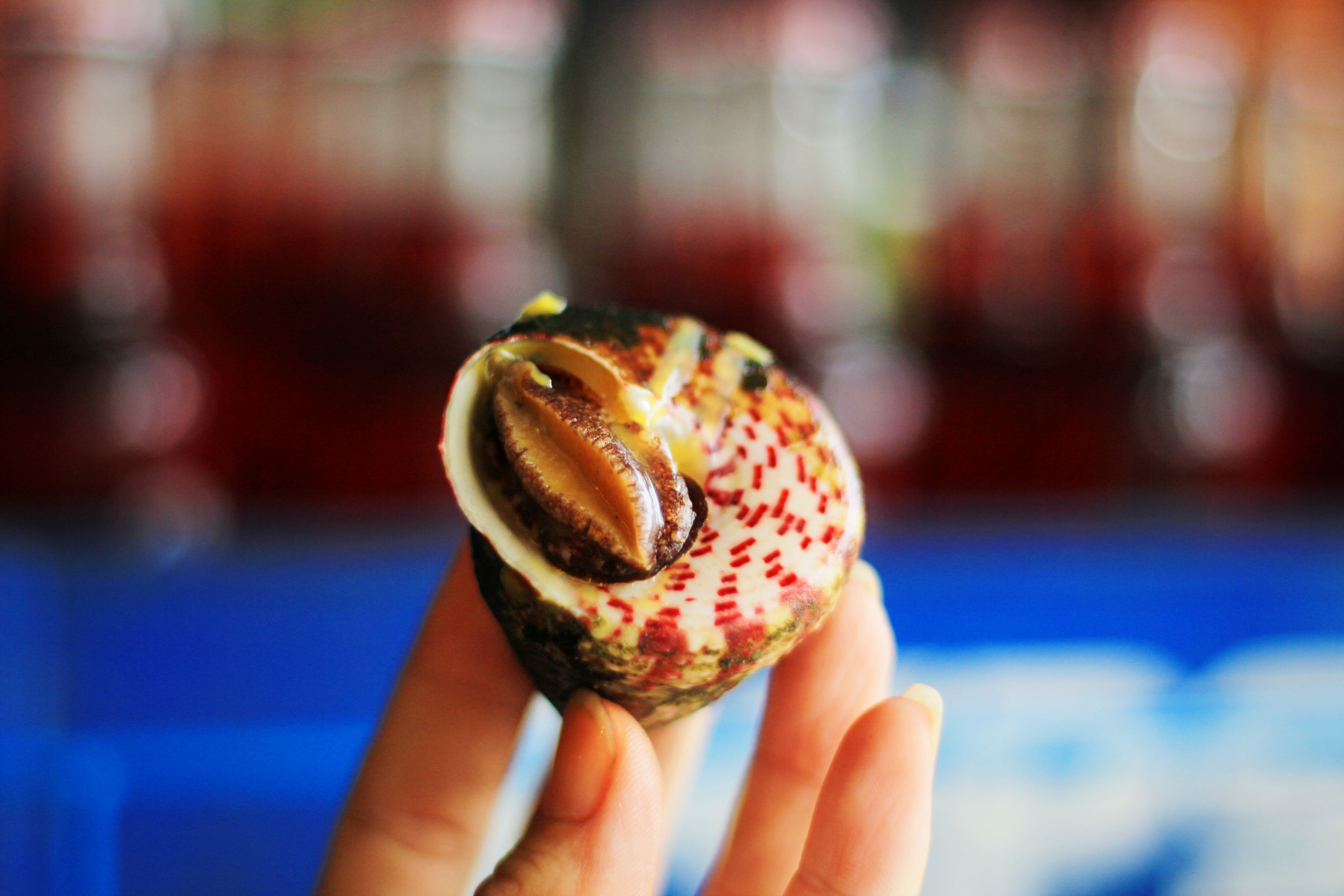 an oc o sai gon anh 12