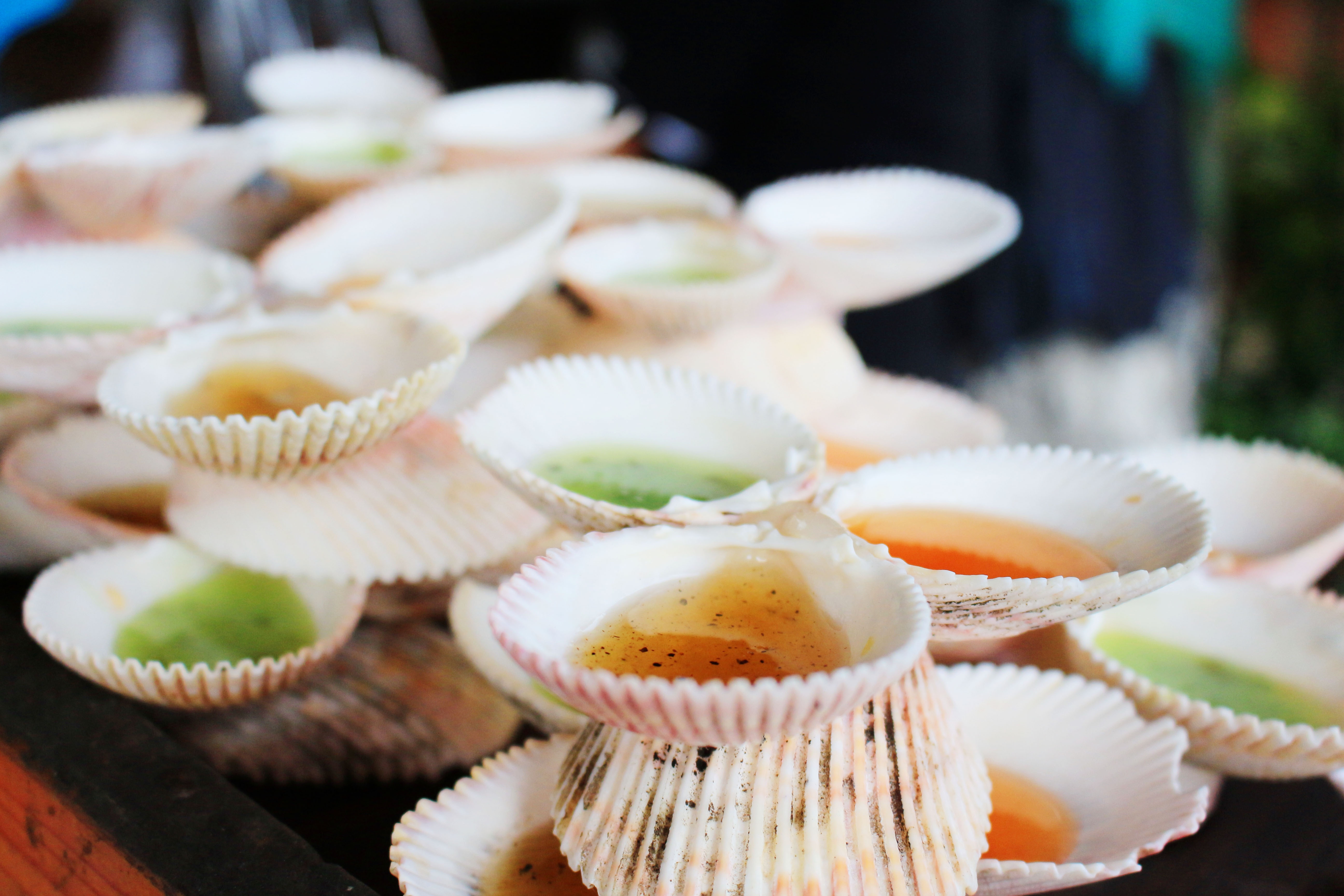 an oc o sai gon anh 14