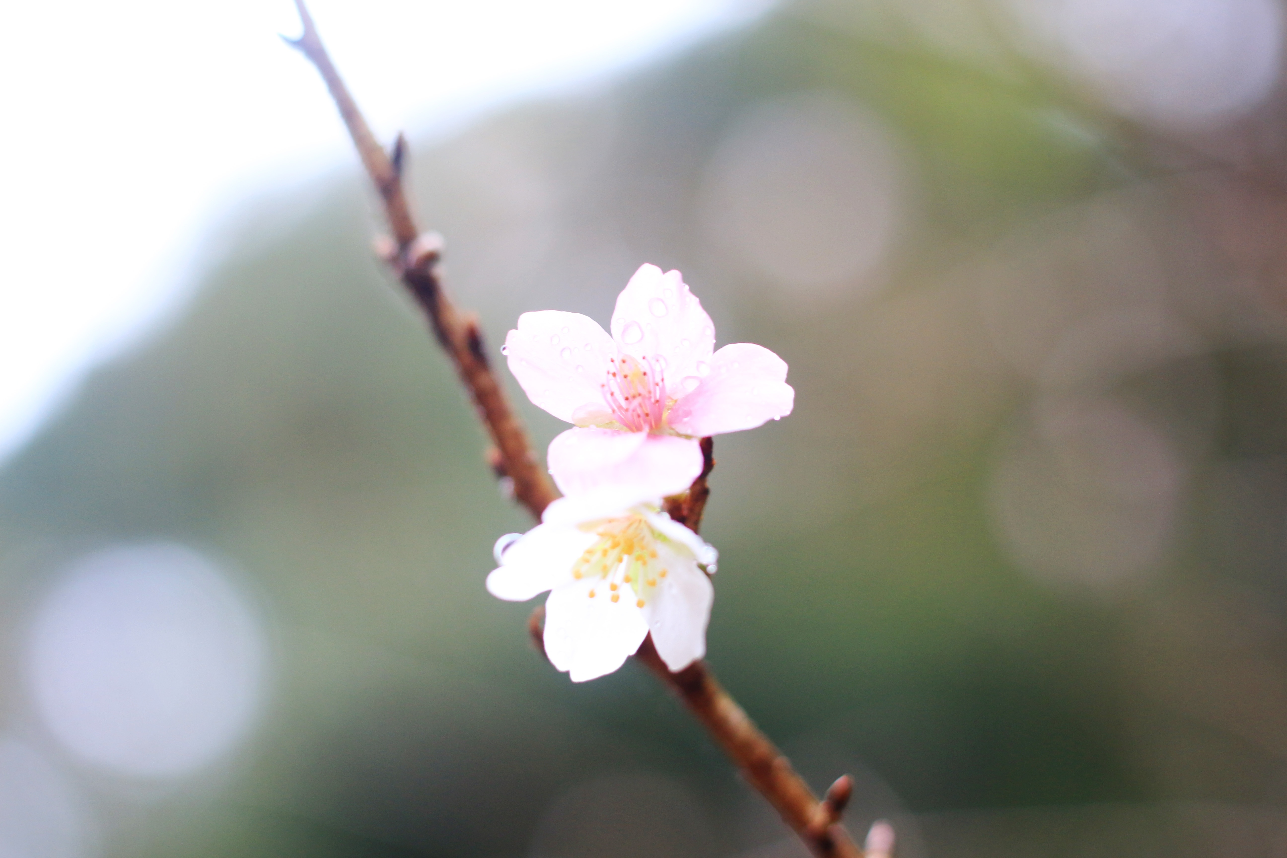 di dau Tet Nguyen Dan anh 7