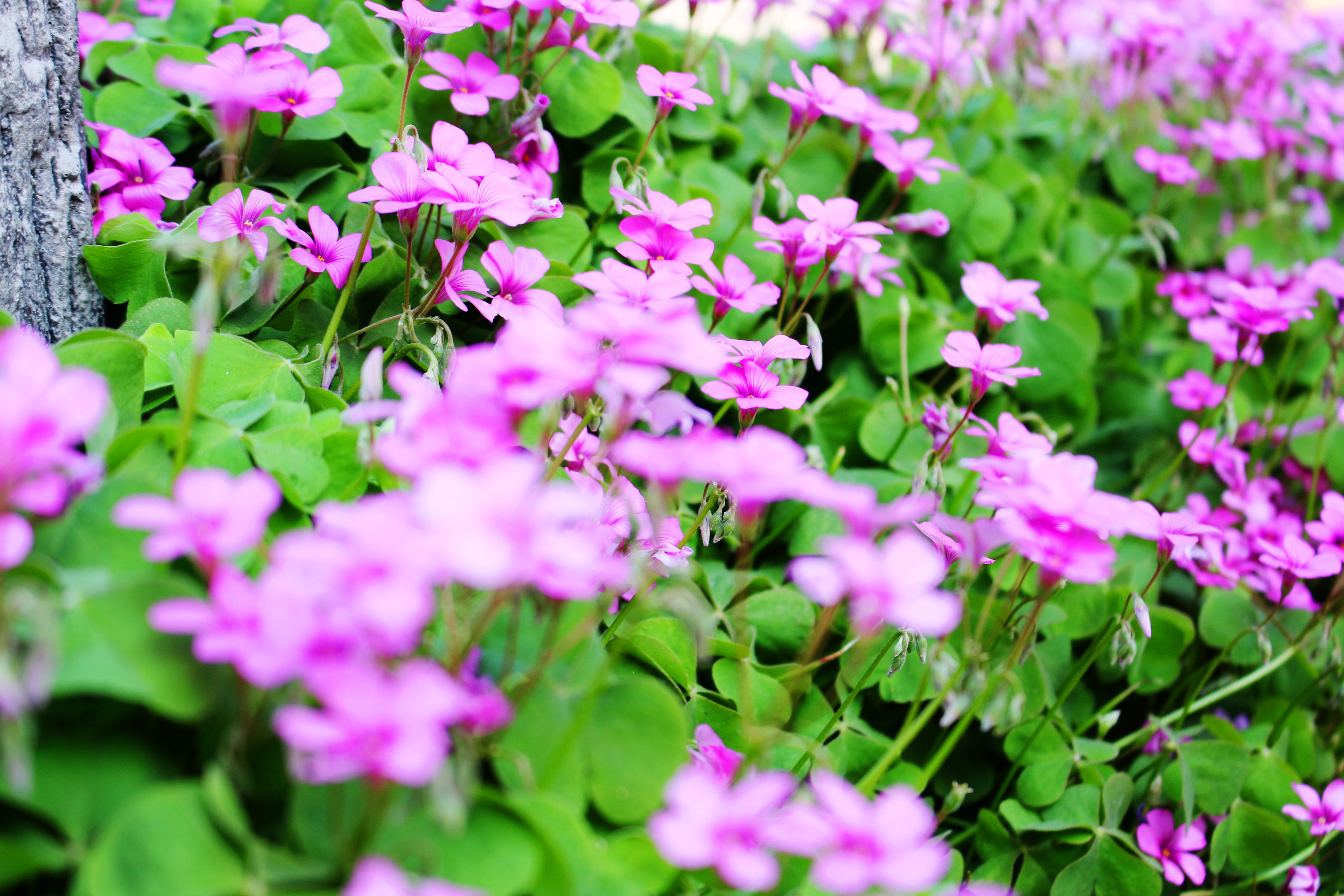 du lich Tet Nguyen Dan Dinh Dau anh 2